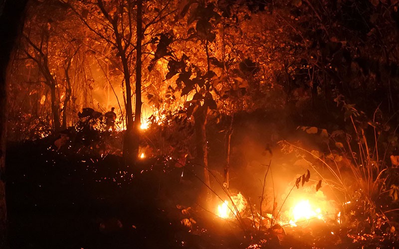 Hutan Jati Seluas 1,5 Hektare Milik Perhutani Kebakaran, Api Sulit Dipadamkan - Bagian 3