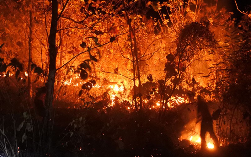 Hutan Jati Seluas 1,5 Hektare Milik Perhutani Kebakaran, Api Sulit Dipadamkan - Bagian 1