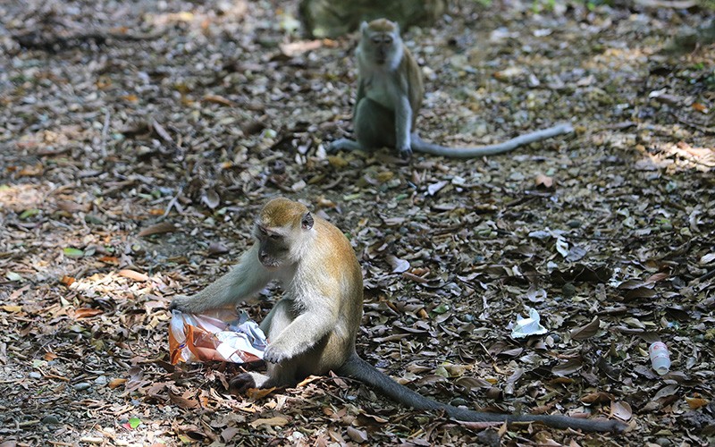 Perubahan Perilaku Monyet Ekor Panjang di Aceh, Lebih Agresif dan Ketergantungan - Bagian 2