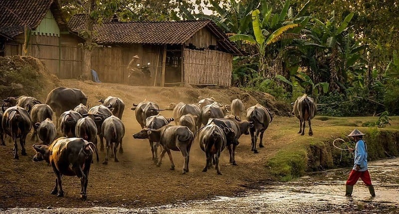 Kampung Unik Di Ngawi, Singgah Ke Desa Terpencil Yang Dihuni Ratusan ...