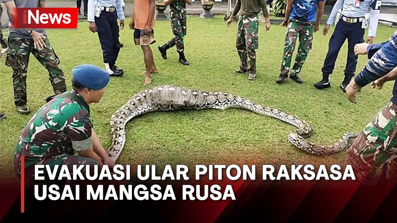 Ngeri Ular Piton Muncul Di Plafon Kamar Mandi Rumah Warga Palangka Raya