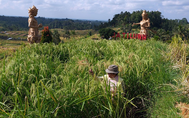 Panen Raya Padi Beras Merah di Tabanan Bali jadi Daya Tarik Wisatawan - Bagian 2