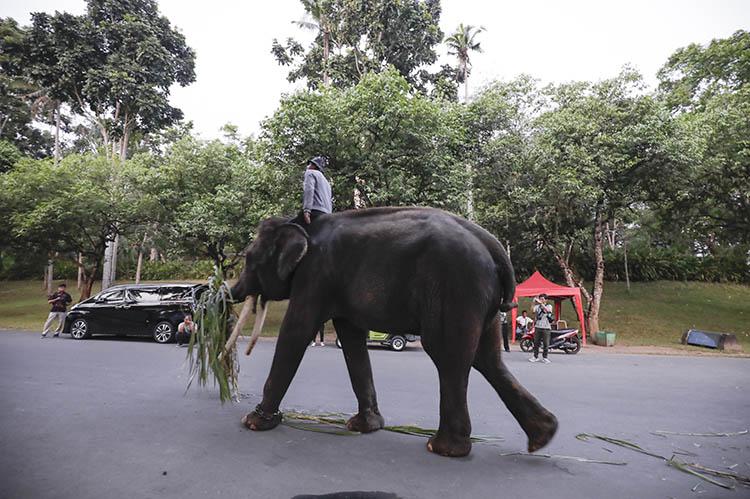 title 5 Gajah di Candi Borobudur Direlokasi ke Gembiraloka Zoo dan Semarang Zoo 5 Gajah di Candi Borobudur Direlokasi ke Gembiraloka Zoo dan Semarang Zoo