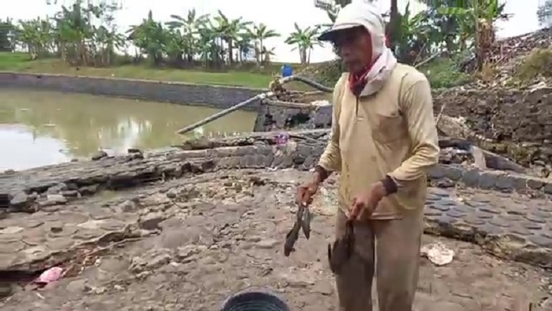 Ribuan Ikan Air Tawar Mati di Bendugan Cibuaya Majalengka, Diduga akibat Kekeringan