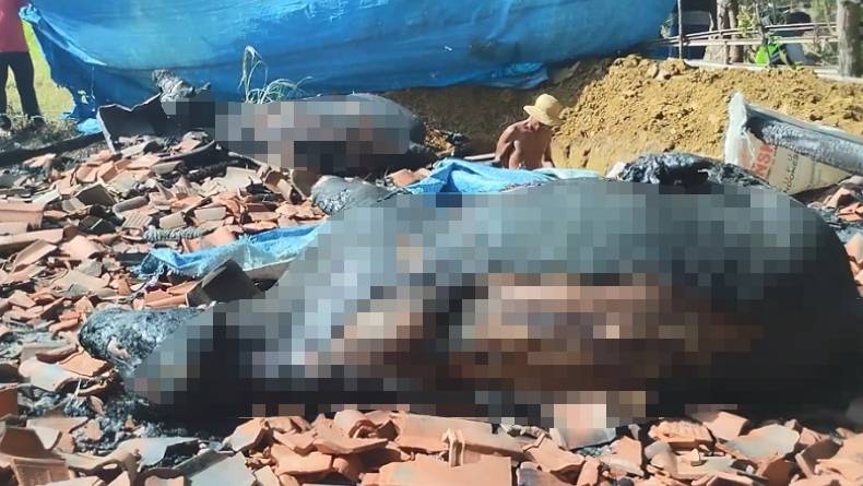 Kandang Terbakar, Sapi Kurban di Pamekasan Mati Terpanggang