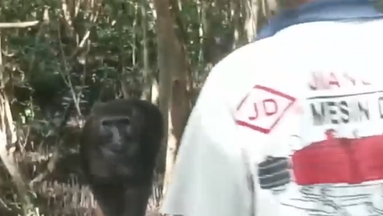 Heboh, Monyet Hitam Berukuran Besar Berkeliaran Dekat Permukiman Warga Desa Bonto Bahari