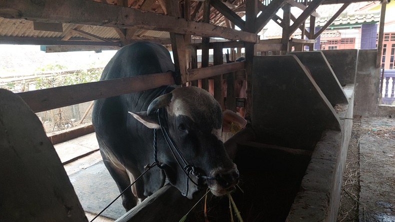 Kesehatan Sapi Kurban Presiden Jokowi dari Peternak di Cisarua KBB Diseleksi Ketat