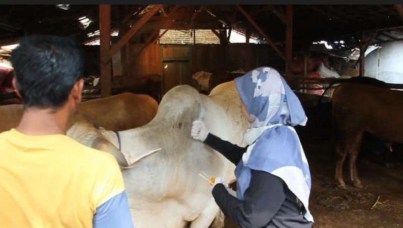 Petugas DP4 Blora Periksa Kesehatan Hewan Kurban jelang Idul Adha, Ini Hasilnya