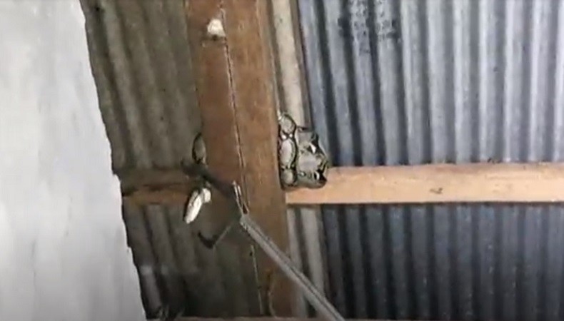 title Ngeri! Ular Piton Muncul di Plafon Kamar Mandi Rumah Warga Palangka Raya Ngeri! Ular Piton Muncul di Plafon Kamar Mandi Rumah Warga Palangka Raya