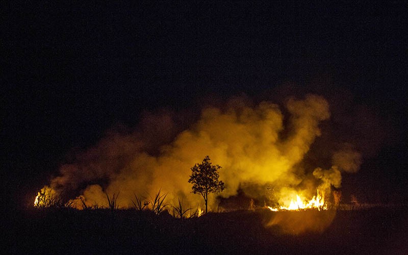 Kebakaran Lahan Gambut di Kalsel, Api Cepat Meluas Sulit Dipadamkan - Bagian 2