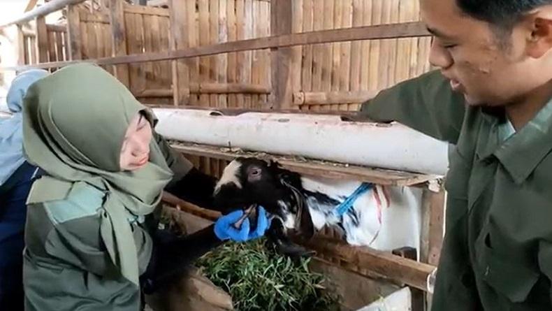 Mendekati Idul Adha, Petugas Disnakan Boyolali Gencar Periksa Hewan Kurban