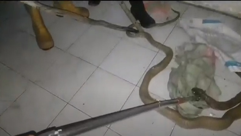 title Ngeri, King Kobra 4 Meter Masuk Asrama Mahasiswa di Palangka Raya Ngeri, King Kobra 4 Meter Masuk Asrama Mahasiswa di Palangka Raya