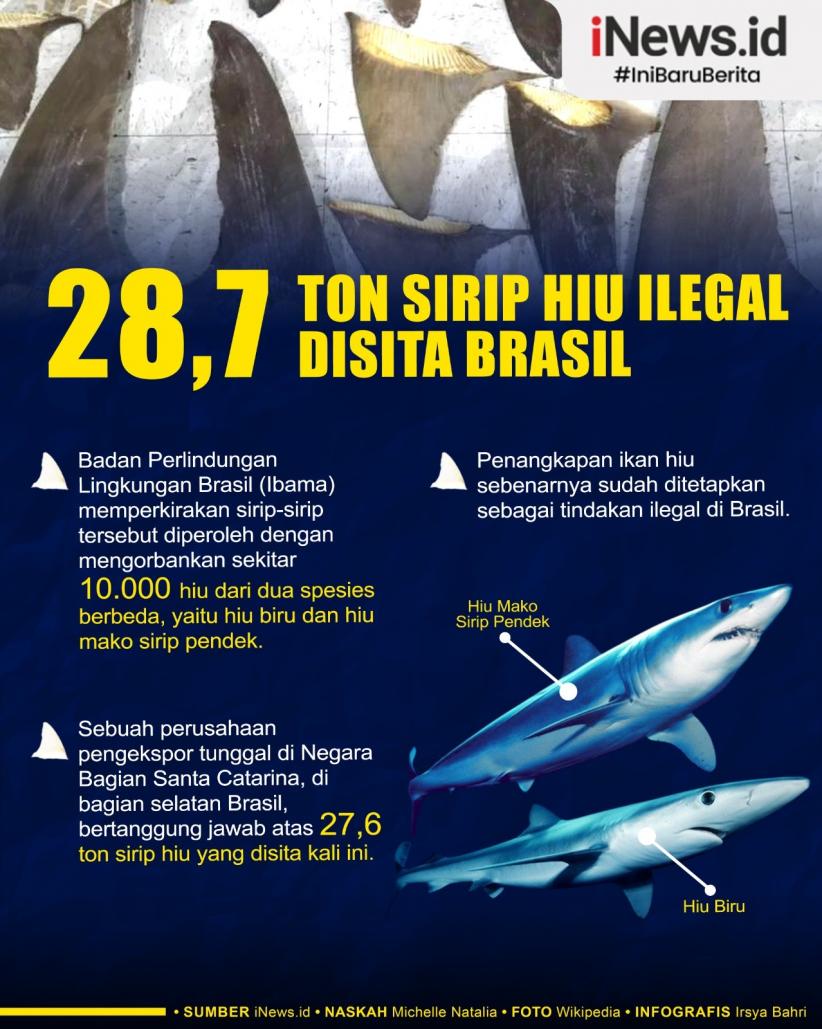 Infografis 28,7 Ton Sirip Hiu Ilegal Disita Otoritas Brasil