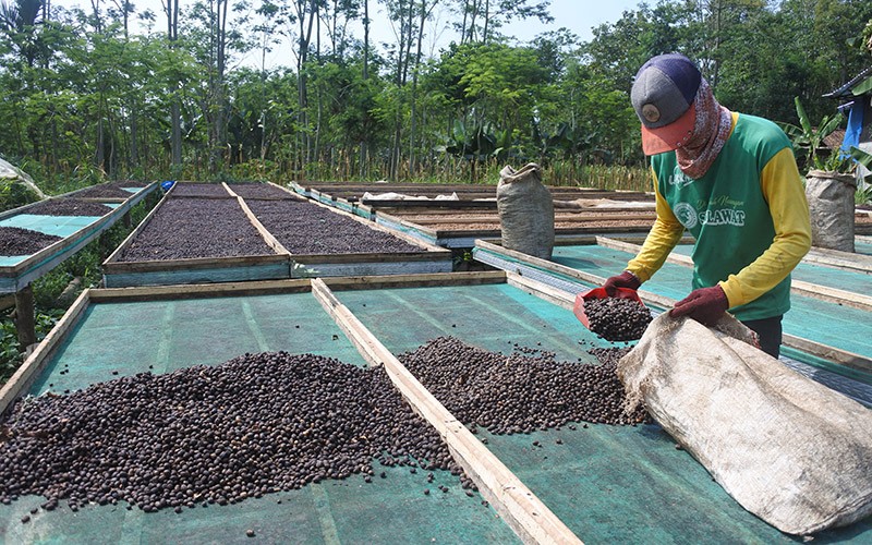 Warga Desa Tlogosari Ekspor Puluhan Ton Kopi Arabika ke Amerika hingga Slovakia - Bagian 2