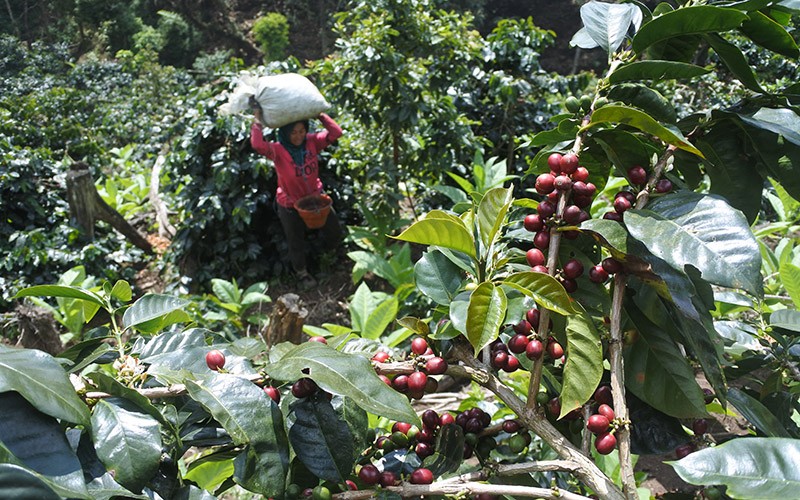 Warga Desa Tlogosari Ekspor Puluhan Ton Kopi Arabika ke Amerika hingga Slovakia - Bagian 1