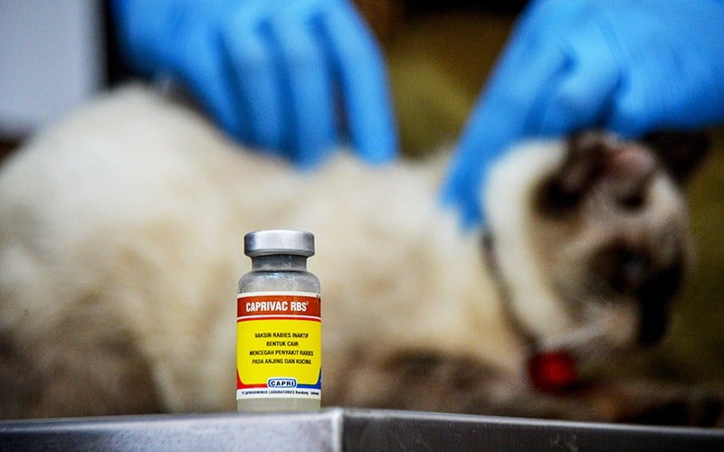 Permintaan Vaksin Rabies di Bandung Naik 2 Kali Lipat - Bagian 1