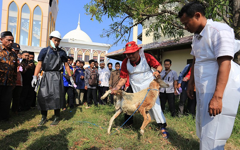 Latihan Menyembelih Hewan Kurban - Bagian 1