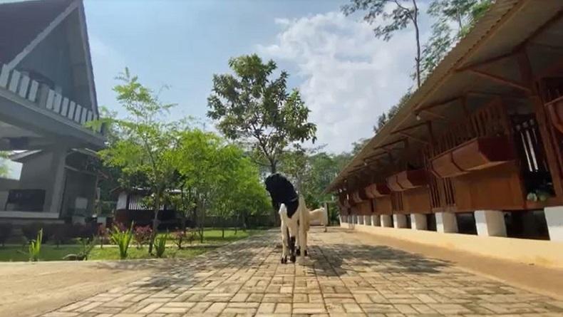 title Unik, Kandang Kambing di Banjarnegara Dikonsep Vila dengan Tempat Bermain Unik, Kandang Kambing di Banjarnegara Dikonsep Vila dengan Tempat Bermain