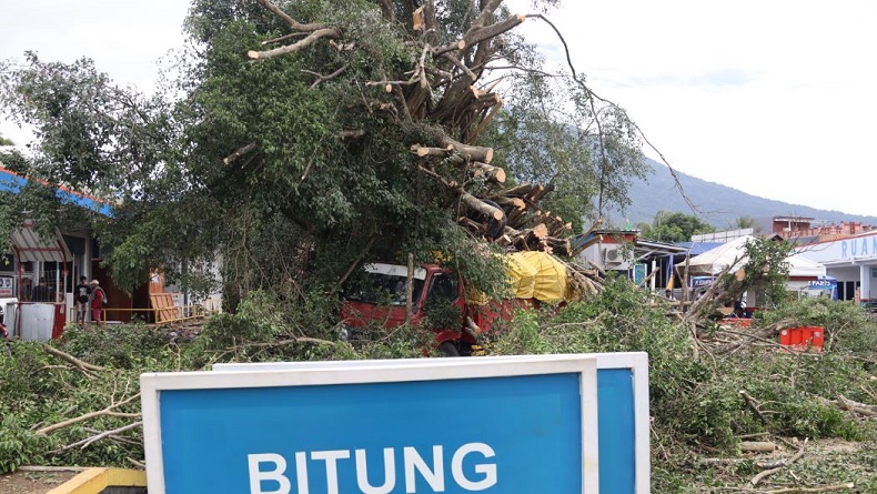title Pohon Beringin Tumbang di Pelabuhan ASDP Ternate, Timpa Truk Lagi Parkir Pohon Beringin Tumbang di Pelabuhan ASDP Ternate, Timpa Truk Lagi Parkir
