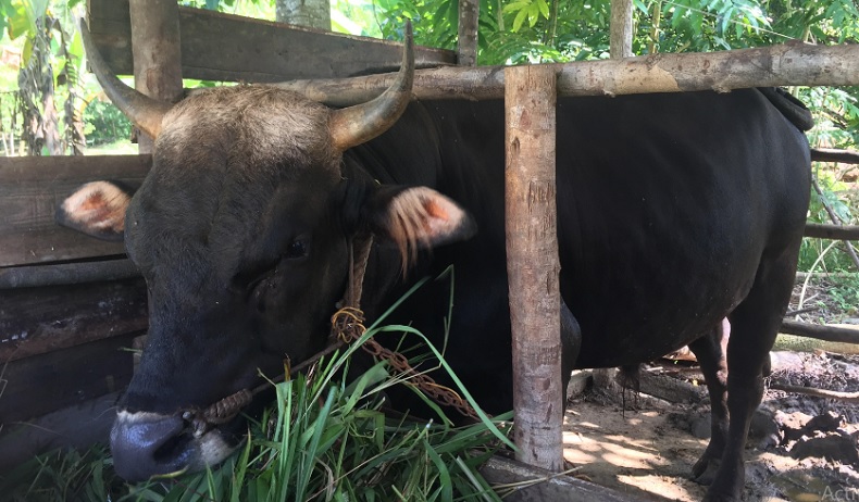 Jokowi Kurban Sapi Limosin Bobot 750 Kg di Pulau Serasan Natuna