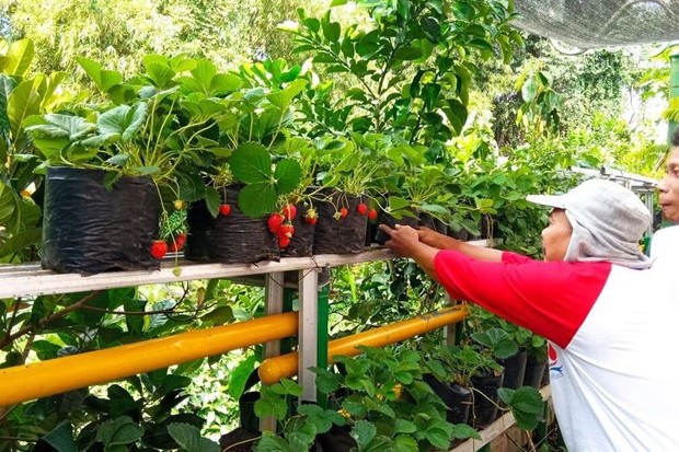title Ternyata Ada Kampung Strawberry di Jogja, Ini Lokasinya Ternyata Ada Kampung Strawberry di Jogja, Ini Lokasinya