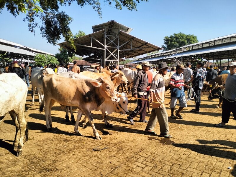 Hari Ini Puncak Transaksi Hewan di Gunungkidul