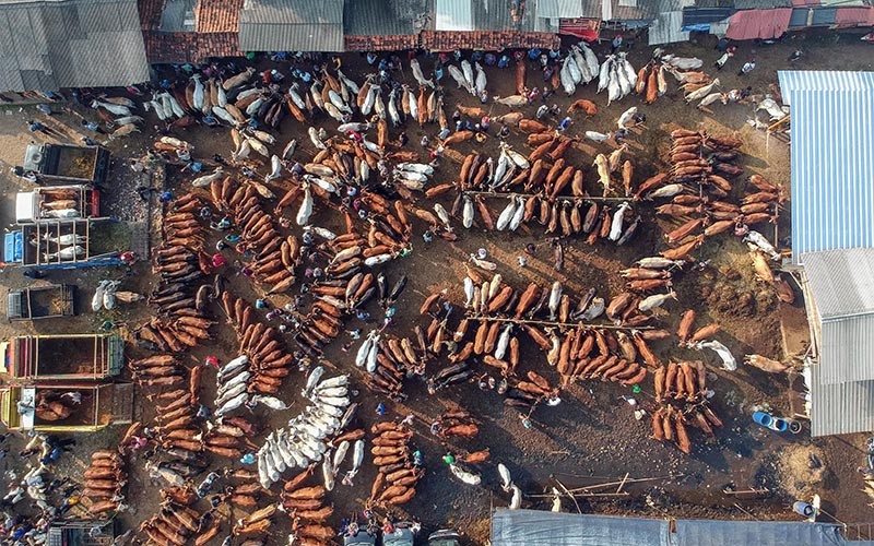 Penampakan dari Udara Pasar Hewan Kurban Jonggol, Jelang Idul Adha Jual 900 Sapi - Bagian 2