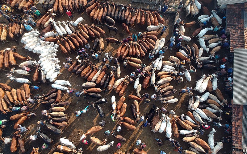 Penampakan dari Udara Pasar Hewan Kurban Jonggol, Jelang Idul Adha Jual 900 Sapi - Bagian 1