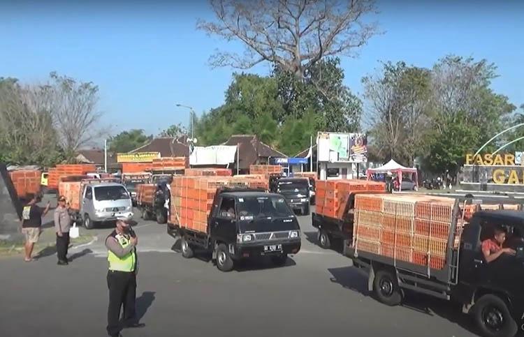 Protes Harga Daging Ayam Mahal, Puluhan Penyuplai di Bantul Konvoi Keliling Kota
