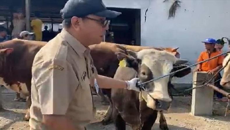 Lalu Lintas Sapi Kurban di Banjarnegara Diperketat Jelang Idul Adha