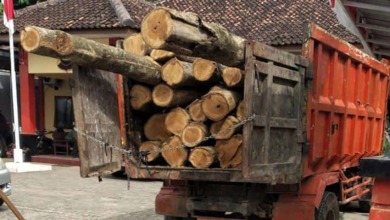 Aksi Pencurian Kayu di Blora Digagalkan, Diduga Libatkan Oknum LMDH