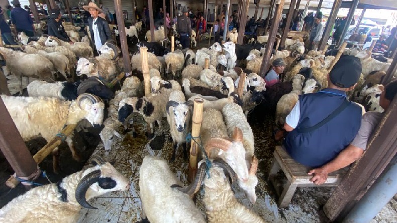 title Harga Domba Kurban Idul Adha di Padalarang KBB Naik 10 Persen, Ini Penyebabnya Harga Domba Kurban Idul Adha di Padalarang KBB Naik 10 Persen, Ini Penyebabnya