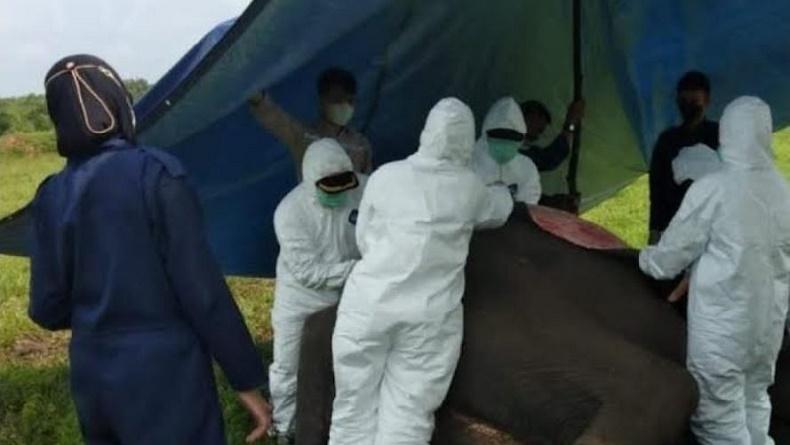 Mambo, Gajah Sumatera Jantan Berusia 45 Tahun Mati di Taman Nasional Way Kambas