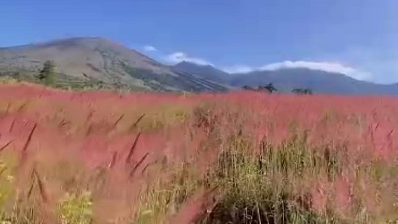 Bukit Tegal Malaka Garut, Pesona Padang Savana Manjakan Pecinta Alam