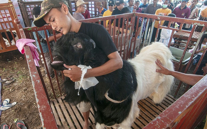 Kontes Kambing Etawa di Klaten Tingkatkan Ekonomi Peternak - Bagian 2