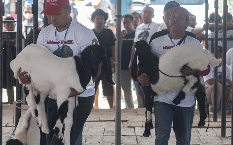 Kontes Kambing Etawa di Klaten Tingkatkan Ekonomi Peternak - Bagian 3