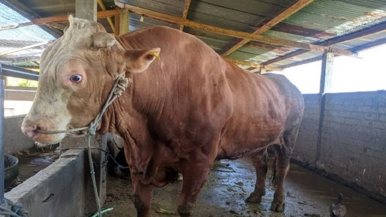 title Intip Sapi Kurban Presiden Jokowi di NTB, Berat 1 Ton Lebih Harga Rp135 Juta Intip Sapi Kurban Presiden Jokowi di NTB, Berat 1 Ton Lebih Harga Rp135 Juta