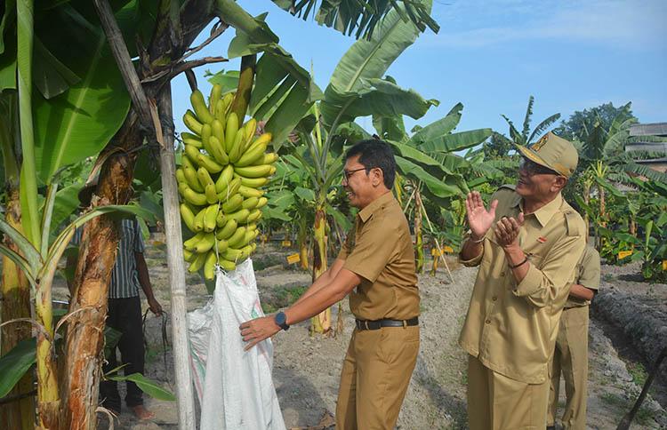Penuhi Kebutuhan Bahan Baku Gudeg, Pemkot Jogja Kembangkan Benih Nangka Bersertifikat 