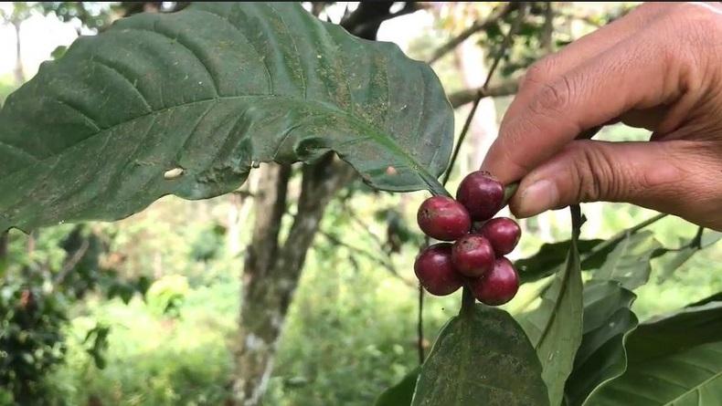 Mengenal Kopi Belanda di Pekalongan, Warisan Nenek Moyang Sejak Zaman Penjajahan