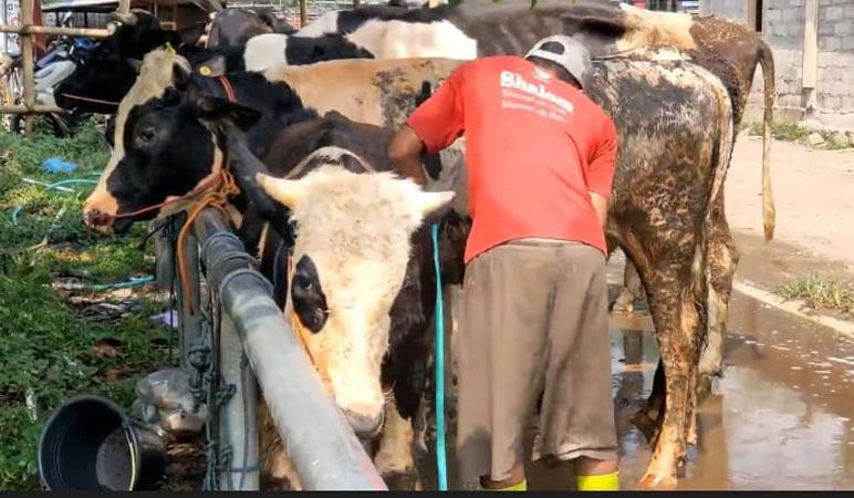 Jelang Idul Adha, Harga Hewan Kurban di Boyolali Naik hingga Rp1,5 Juta
