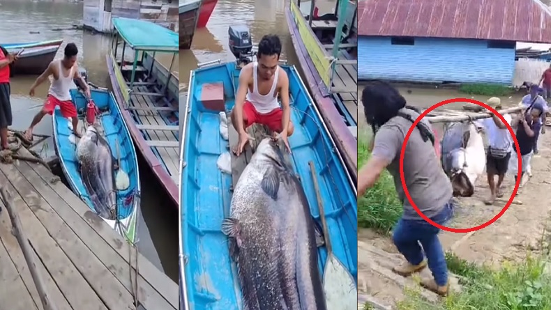Viral Ikan Tapah Raksasa Seukuran Manusia Ditemukan Nelayan di Melawi