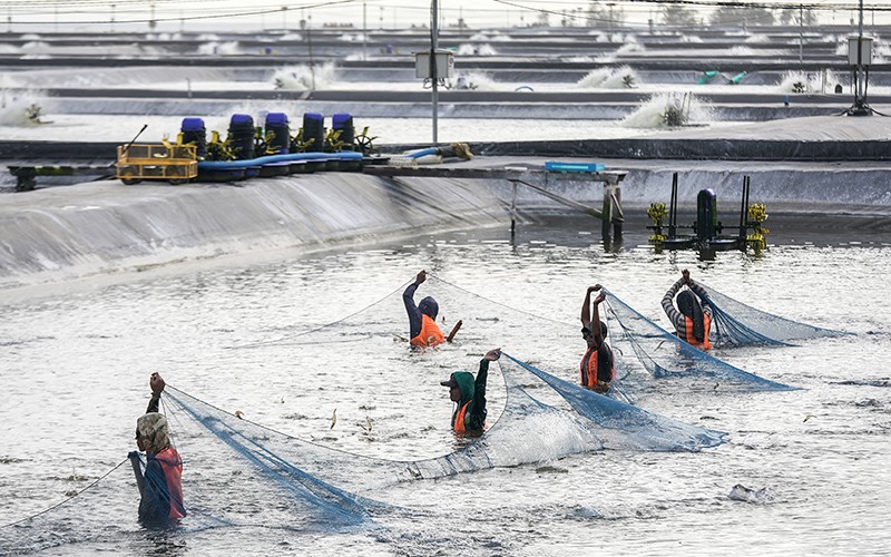 Senyum Peternak Panen Udang Vaname - Bagian 2