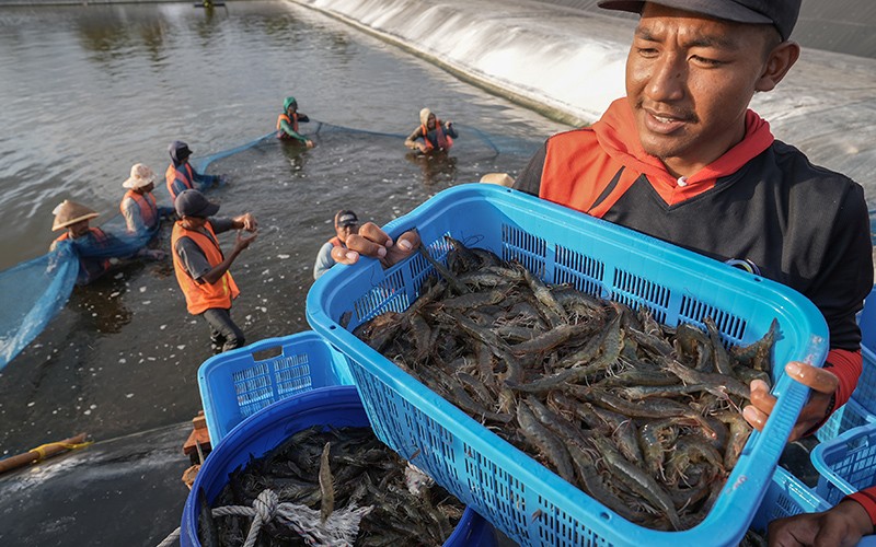 Senyum Peternak Panen Udang Vaname - Bagian 1