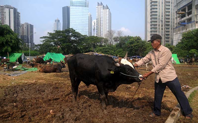 Kementan Catat Ketersediaan Hewan Kurban Tahun 2023 Sebanyak 3,2 Juta Ekor - Bagian 2