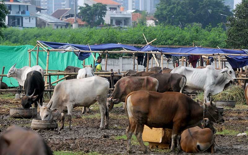 Kisah Nabi Ibrahim Dan Ismail Tentang Qurban Singkat, Pengorbanan Demi ...