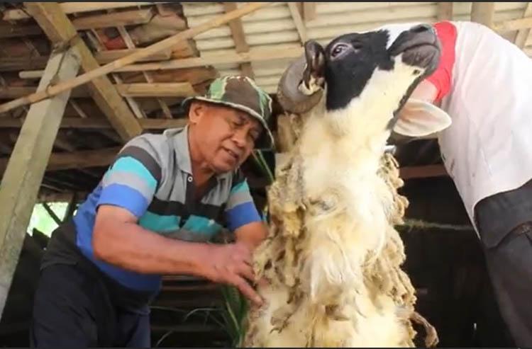 Berkah Idul Adha, Yasmudi Tukang Pijat Sapi dan Kambing di Magelang Kebanjiran Order 