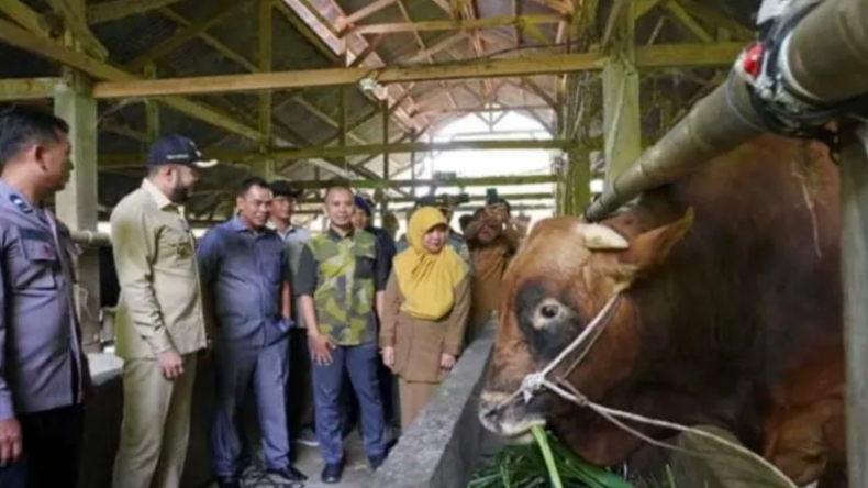Sapi 1,8 Ton Milik Perwira Polri di Padang Panjang Dibeli Presiden Jokowi untuk Kurban di Sumbar