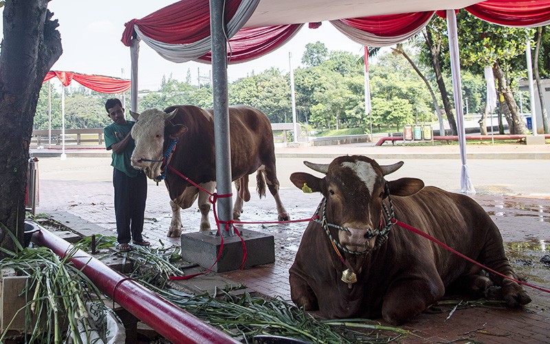 Penampakan 2 Sapi Kurban Seberat 1,2 Ton Milik Jokowi-Ma'ruf Amin  - Bagian 1