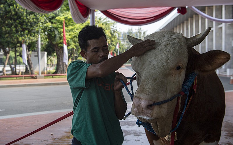 Penampakan 2 Sapi Kurban Seberat 1,2 Ton Milik Jokowi-Ma'ruf Amin  - Bagian 3