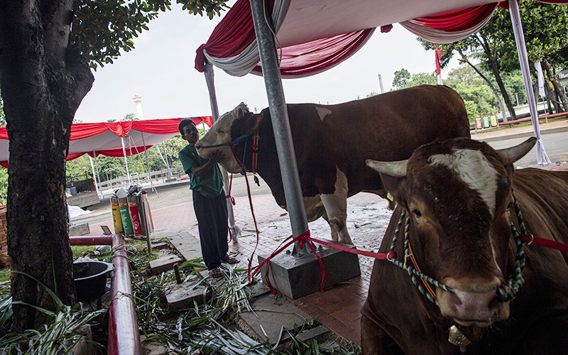 Penampakan 2 Sapi Kurban Seberat 1,2 Ton Milik Jokowi-Ma'ruf Amin  - Bagian 2